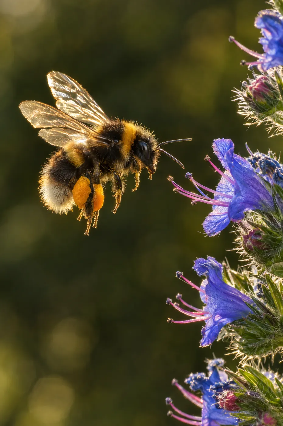 Bumblebee in flight with full pollen baskets